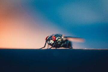 Extreme closeup of housefly resting on a surface