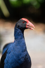 Close up of a Pukeko Swamp hen bird in New Zealand