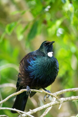 Close up of a New Zealand Tui bird with nectar on it's beak