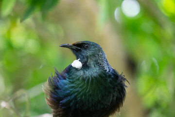 Close up of a New Zealand Tui bird with nectar on it's beak