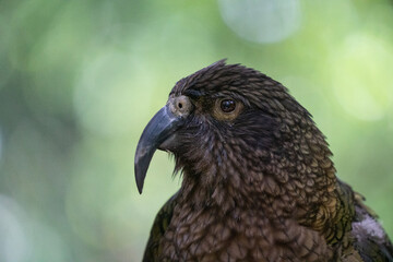 Closeup of a Kea parrot in New Zealand