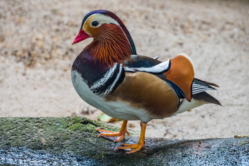 mandarin duck in the park