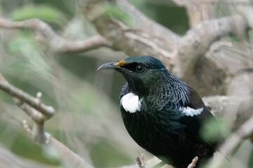 Tui bird on a branch in New Zealand