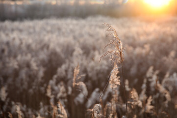 Fototapeta premium Wild marsh grasses in the rays of the setting sun in autumn, selected sharpness