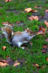 Squirrel in the park surrounded by green grass