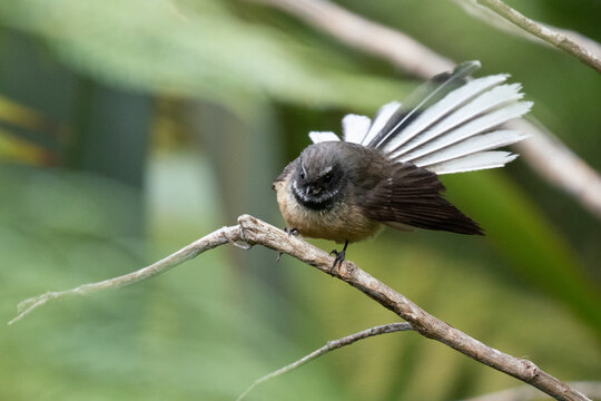 A piwakawaka fantail bird 