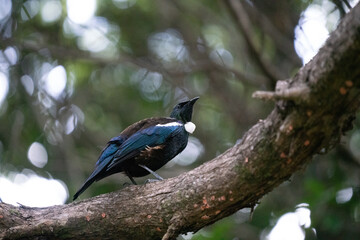 A New Zealand Tui Bird in a tree