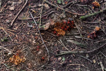 ants in the forest