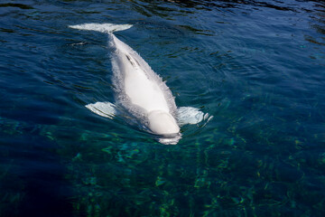 Beluga whales in harbor