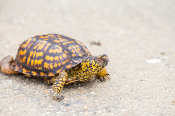 Eastern Box Turtle in early spring