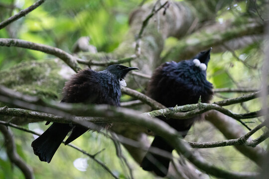 A group of New Zealand Tui Birds in a tree