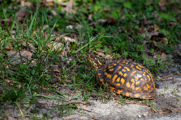 Eastern Box Turtle in early spring