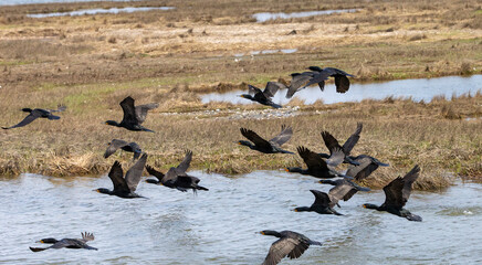 Flock of Cormorants flying in a bay