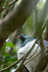 Close up of a Kereru New Zealand Wood Pigeon Bird 