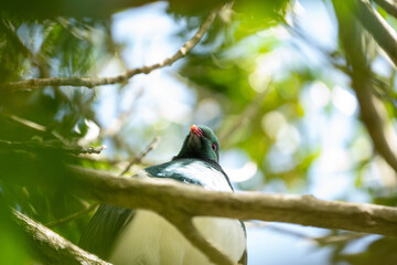 Looking up at a Kereru New Zealand Wood Pigeon Bird in a tree