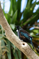 A New Zealand Tui Bird perched in a cabbage tree