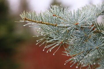 christmas branches
