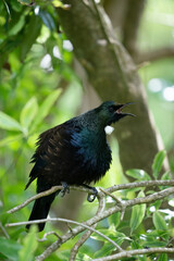 A New Zealand Tui Bird singing in a tree