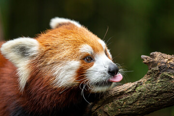 Red Panda in a zoo