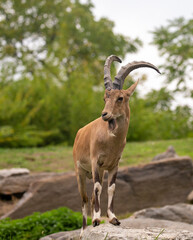Ibex with huge horns