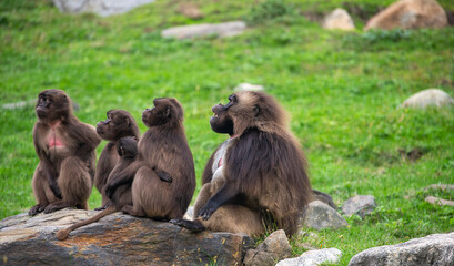 gelada monkeys resting