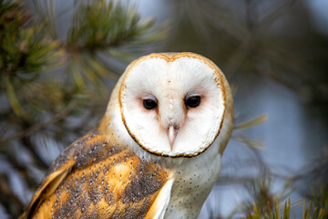 Captive Barn Owl with Master Falconer 
