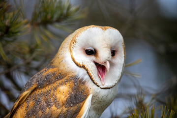 Captive Barn Owl with Master Falconer 