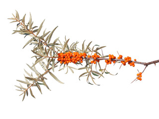 Branch of Sea Buckthorn with ripe orange berries isolated on white
