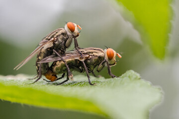 the common house fly in garden