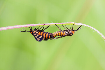 Dysdercus cingulatus or Cotton stainer bug