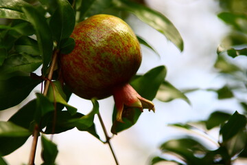 pomegranate on tree