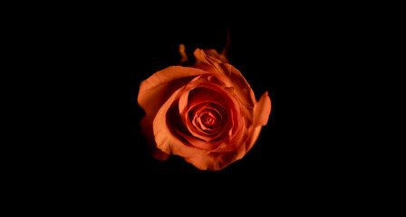 Fototapeta premium red rose isolated on black