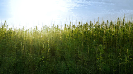 Cannabis or hemp plants growing on field for cannabidiol production. Sun shining through marijuana leaves.