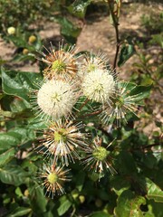 White seed pods of the native plant button bush (Cephalanthus occidentalis). Also commonly known as button ball, honey bells, button tree, globe flower, button willow and button wood.