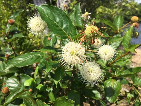White seed pods of the native plant button bush (Cephalanthus occidentalis). Also commonly known as button ball, honey bells, button tree, globe flower, button willow and button wood.