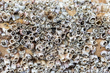 gray clams on the outer side of the ship, background seascape close up