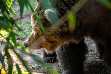 Grizzly Bear in the forest