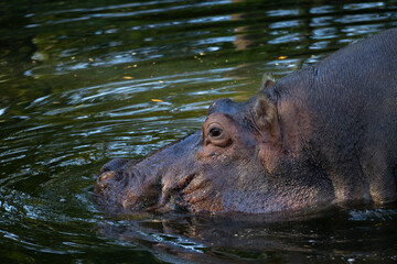Fototapeta na wymiar A closeup of a hippopotamus face