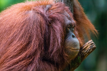 close up of Borneo Orangutan in safari park
