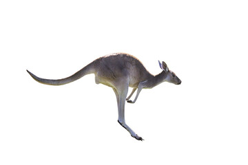 Beautiful kangaroo running and jumping on white background isolated. Perth, Western Australia, Australia
