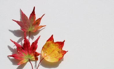 紅葉　もみじ　秋　風情　白バック