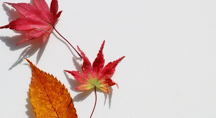 紅葉　もみじ　秋　風情　白バック