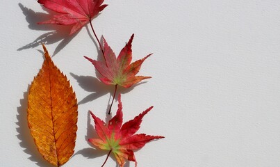 紅葉　もみじ　秋　風情　白バック