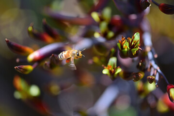 Bee breakfast in one of the gardens in Auckland, New Zealand 