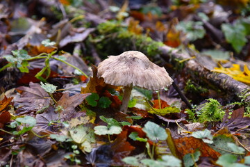 Parasol on the Autumn Forest Floor