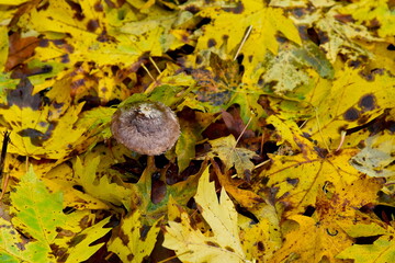 Toadstool Surrounded by Autumn Gold