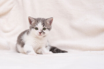 Fototapeta na wymiar kitten on a white background