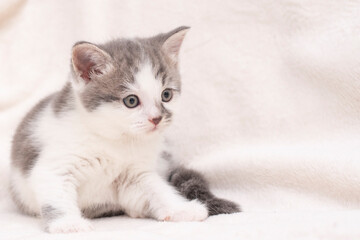 Fototapeta na wymiar white-gray kitten on a white bed