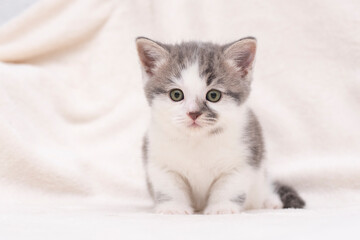 white-gray kitten on a white bed
