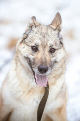 Winter portrait of a dog close up